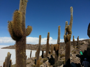 El magnífico Salar de Uyuni con sus 10.582 km cuadrados (4.085 millas cuadradas) es el salar más grande del mundo. Está ubicado en el departamento de Potosí en el suroeste de Bolivia, cerca de la cresta de los Andes, a una altura de 3.650 metros sobre el nivel del mar. Uyuni es aproximadamente 25 veces más grande que el salar de Bonneville en los Estados Unidos de América. Se estima que el Salar de Uyuni contiene 10 mil millones de toneladas, de las cuales se extraen menos de 25,000 toneladas anualmente.