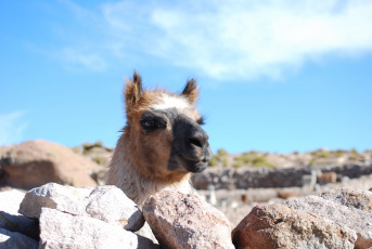 El magnífico Salar de Uyuni con sus 10.582 km cuadrados (4.085 millas cuadradas) es el salar más grande del mundo. Está ubicado en el departamento de Potosí en el suroeste de Bolivia, cerca de la cresta de los Andes, a una altura de 3.650 metros sobre el nivel del mar. Uyuni es aproximadamente 25 veces más grande que el salar de Bonneville en los Estados Unidos de América. Se estima que el Salar de Uyuni contiene 10 mil millones de toneladas, de las cuales se extraen menos de 25,000 toneladas anualmente.