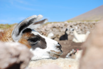 The magnificent Salar de Uyuni with its 10,582 square km (4,085 square miles) is the largest salt flat in the world. It´s located in the department of Potosi in the Southwest of Bolivia, near the crest of the Andes, at a height of 3,650 meters above sea level. Uyuni is about 25 times larger than the Bonneville salt flat in the United States of America. It´s estimated that the Salar de Uyuni contains 10 billion tons of which less than 25,000 tons are extracted annually.