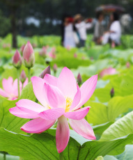 En la foto el Vesak 2019 en el Centro Budista Tam Chuc, en Ha Nam, Vietnam, numerosos monjes y monjas, budistas, Delegados budistas internacionales participaron en la Ceremonia de las Flores, rezando por la paz mundial.