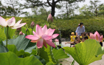 En la foto el Vesak 2019 en el Centro Budista Tam Chuc, en Ha Nam, Vietnam, numerosos monjes y monjas, budistas, Delegados budistas internacionales participaron en la Ceremonia de las Flores, rezando por la paz mundial.