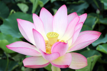 En la foto el Vesak 2019 en el Centro Budista Tam Chuc, en Ha Nam, Vietnam, numerosos monjes y monjas, budistas, Delegados budistas internacionales participaron en la Ceremonia de las Flores, rezando por la paz mundial.