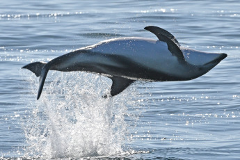 Madryn, Argentina.- In the photos taken on February 6, 2023, it shows Dusky Dolphins in Puerto Madryn, during sightings that depart daily from the city of Madryn in the middle of the summer season. In the nautical walks, Dusky dolphins are sought, with a population of about 800 specimens that reside in these waters, at this time it is easy to find them in large groups of up to 200 individuals feeding on schools of anchovies.