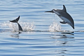 Madryn, Argentina.- In the photos taken on February 6, 2023, it shows Dusky Dolphins in Puerto Madryn, during sightings that depart daily from the city of Madryn in the middle of the summer season. In the nautical walks, Dusky dolphins are sought, with a population of about 800 specimens that reside in these waters, at this time it is easy to find them in large groups of up to 200 individuals feeding on schools of anchovies.