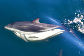 Madryn, Argentina.- In the photos taken on February 6, 2023, it shows Dusky Dolphins in Puerto Madryn, during sightings that depart daily from the city of Madryn in the middle of the summer season. In the nautical walks, Dusky dolphins are sought, with a population of about 800 specimens that reside in these waters, at this time it is easy to find them in large groups of up to 200 individuals feeding on schools of anchovies.