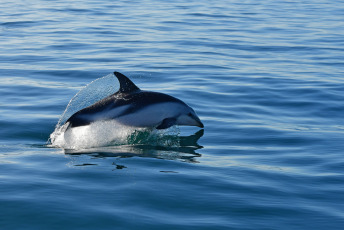 Madryn, Argentina.- In the photos taken on February 6, 2023, it shows Dusky Dolphins in Puerto Madryn, during sightings that depart daily from the city of Madryn in the middle of the summer season. In the nautical walks, Dusky dolphins are sought, with a population of about 800 specimens that reside in these waters, at this time it is easy to find them in large groups of up to 200 individuals feeding on schools of anchovies.