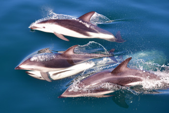 Madryn, Argentina.- In the photos taken on February 6, 2023, it shows Dusky Dolphins in Puerto Madryn, during sightings that depart daily from the city of Madryn in the middle of the summer season. In the nautical walks, Dusky dolphins are sought, with a population of about 800 specimens that reside in these waters, at this time it is easy to find them in large groups of up to 200 individuals feeding on schools of anchovies.