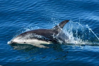 Madryn, Argentina.- In the photos taken on February 6, 2023, it shows Dusky Dolphins in Puerto Madryn, during sightings that depart daily from the city of Madryn in the middle of the summer season. In the nautical walks, Dusky dolphins are sought, with a population of about 800 specimens that reside in these waters, at this time it is easy to find them in large groups of up to 200 individuals feeding on schools of anchovies.