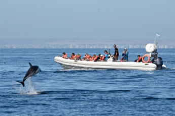 Madryn, Argentina.- In the photos taken on February 6, 2023, it shows Dusky Dolphins in Puerto Madryn, during sightings that depart daily from the city of Madryn in the middle of the summer season. In the nautical walks, Dusky dolphins are sought, with a population of about 800 specimens that reside in these waters, at this time it is easy to find them in large groups of up to 200 individuals feeding on schools of anchovies.