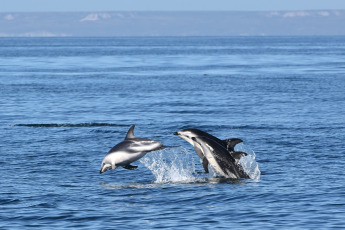 Madryn, Argentina.- In the photos taken on February 6, 2023, it shows Dusky Dolphins in Puerto Madryn, during sightings that depart daily from the city of Madryn in the middle of the summer season. In the nautical walks, Dusky dolphins are sought, with a population of about 800 specimens that reside in these waters, at this time it is easy to find them in large groups of up to 200 individuals feeding on schools of anchovies.