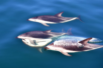 Madryn, Argentina.- In the photos taken on February 6, 2023, it shows Dusky Dolphins in Puerto Madryn, during sightings that depart daily from the city of Madryn in the middle of the summer season. In the nautical walks, Dusky dolphins are sought, with a population of about 800 specimens that reside in these waters, at this time it is easy to find them in large groups of up to 200 individuals feeding on schools of anchovies.