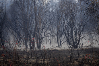 Rio Negro, Argentina.- En las fotos tomadas el 7 de marzo del 2023, muestra el incendio forestal que consumió unas cien hectáreas de vegetación nativa y matorral en El Bolsón, en la provincia de Río Negro. El avance del fuego fue controlado por los brigadistas, mientras que se encuentra detenido un hombre de 30 años por su presunta vinculación con el siniestro.