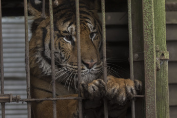 Buenos Aires, Argentina.- In an impressive operation carried out this Thursday, the Argentine Federal Police (PFA) rescued two Bengal tigers that were in captivity on a rural property in Balcarce. This is the second stage of an investigation, which was led by federal judge Santiago Inchausti, head of the Federal Criminal and Correctional Court No. 1 of Mar Del Plata, and has already allowed the rescue of more than 300 live specimens of wildlife and thwart the arrival of a grizzly bear months ago.