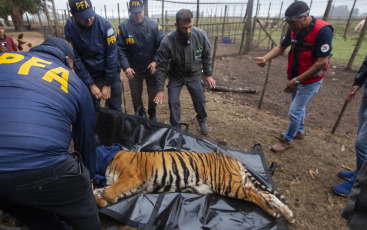 Buenos Aires, Argentina.- In an impressive operation carried out this Thursday, the Argentine Federal Police (PFA) rescued two Bengal tigers that were in captivity on a rural property in Balcarce. This is the second stage of an investigation, which was led by federal judge Santiago Inchausti, head of the Federal Criminal and Correctional Court No. 1 of Mar Del Plata, and has already allowed the rescue of more than 300 live specimens of wildlife and thwart the arrival of a grizzly bear months ago.