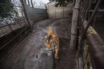 Buenos Aires, Argentina.- In an impressive operation carried out this Thursday, the Argentine Federal Police (PFA) rescued two Bengal tigers that were in captivity on a rural property in Balcarce. This is the second stage of an investigation, which was led by federal judge Santiago Inchausti, head of the Federal Criminal and Correctional Court No. 1 of Mar Del Plata, and has already allowed the rescue of more than 300 live specimens of wildlife and thwart the arrival of a grizzly bear months ago.