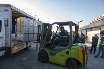 Buenos Aires, Argentina.- In an impressive operation carried out this Thursday, the Argentine Federal Police (PFA) rescued two Bengal tigers that were in captivity on a rural property in Balcarce. This is the second stage of an investigation, which was led by federal judge Santiago Inchausti, head of the Federal Criminal and Correctional Court No. 1 of Mar Del Plata, and has already allowed the rescue of more than 300 live specimens of wildlife and thwart the arrival of a grizzly bear months ago.