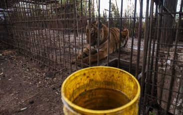 Buenos Aires, Argentina.- En un impresionante operativo llevado a cabo este jueves, la Policía Federal Argentina (PFA) rescató a dos tigres de Bengala que se encontraban en cautiverio en un predio rural de Balcarce. Se trata de la segunda etapa de una investigación, que estuvo a cargo del juez federal Santiago Inchausti, titular del Juzgado Federal en lo Criminal y Correccional N° 1 de Mar Del Plata, y ya permitió rescatar a más de 300 ejemplares vivos de fauna silvestre y frustrar meses atrás la llegada de un oso gris.