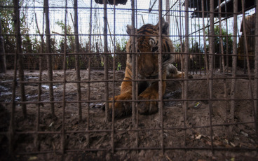 Buenos Aires, Argentina.- In an impressive operation carried out this Thursday, the Argentine Federal Police (PFA) rescued two Bengal tigers that were in captivity on a rural property in Balcarce. This is the second stage of an investigation, which was led by federal judge Santiago Inchausti, head of the Federal Criminal and Correctional Court No. 1 of Mar Del Plata, and has already allowed the rescue of more than 300 live specimens of wildlife and thwart the arrival of a grizzly bear months ago.