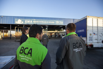 Buenos Aires, Argentina.- In an impressive operation carried out this Thursday, the Argentine Federal Police (PFA) rescued two Bengal tigers that were in captivity on a rural property in Balcarce. This is the second stage of an investigation, which was led by federal judge Santiago Inchausti, head of the Federal Criminal and Correctional Court No. 1 of Mar Del Plata, and has already allowed the rescue of more than 300 live specimens of wildlife and thwart the arrival of a grizzly bear months ago.