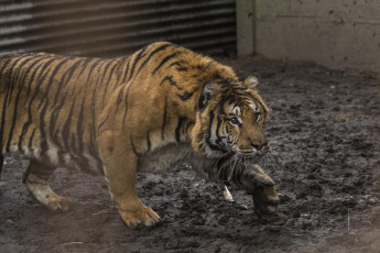 Buenos Aires, Argentina.- In an impressive operation carried out this Thursday, the Argentine Federal Police (PFA) rescued two Bengal tigers that were in captivity on a rural property in Balcarce. This is the second stage of an investigation, which was led by federal judge Santiago Inchausti, head of the Federal Criminal and Correctional Court No. 1 of Mar Del Plata, and has already allowed the rescue of more than 300 live specimens of wildlife and thwart the arrival of a grizzly bear months ago.