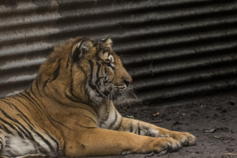 Buenos Aires, Argentina.- In an impressive operation carried out this Thursday, the Argentine Federal Police (PFA) rescued two Bengal tigers that were in captivity on a rural property in Balcarce. This is the second stage of an investigation, which was led by federal judge Santiago Inchausti, head of the Federal Criminal and Correctional Court No. 1 of Mar Del Plata, and has already allowed the rescue of more than 300 live specimens of wildlife and thwart the arrival of a grizzly bear months ago.