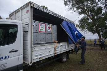 Buenos Aires, Argentina.- In an impressive operation carried out this Thursday, the Argentine Federal Police (PFA) rescued two Bengal tigers that were in captivity on a rural property in Balcarce. This is the second stage of an investigation, which was led by federal judge Santiago Inchausti, head of the Federal Criminal and Correctional Court No. 1 of Mar Del Plata, and has already allowed the rescue of more than 300 live specimens of wildlife and thwart the arrival of a grizzly bear months ago.