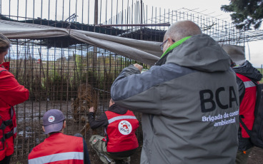 Buenos Aires, Argentina.- In an impressive operation carried out this Thursday, the Argentine Federal Police (PFA) rescued two Bengal tigers that were in captivity on a rural property in Balcarce. This is the second stage of an investigation, which was led by federal judge Santiago Inchausti, head of the Federal Criminal and Correctional Court No. 1 of Mar Del Plata, and has already allowed the rescue of more than 300 live specimens of wildlife and thwart the arrival of a grizzly bear months ago.