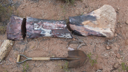 Rio Negro, Argentina.- En las fotos tomadas el 18 de mayo del 2023, paleontólogos del CONICET encontraron en Río Negro restos fósiles de 90 millones de años de antigüedad de un nuevo dinosaurio herbívoro gigante de cuello largo, lo que constituye un hallazgo sin precedentes por ser la especie más grande descubierta en esa provincia.