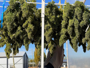 Rio Negro, Argentina.- En las fotos tomadas el 18 de mayo del 2023, muestra Cannawine, la primera variedad de cannabis medicinal del país que integra una producción total de 850 plantas de la Estación Experimental de Comandante Guerrico, en el Alto Valle de Río Negro, producida por el Instituto Nacional de Tecnología Agropecuaria (INTA) junto a la Asociación Ciencia Sativa.