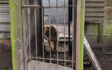 Buenos Aires, Argentina.- In an impressive operation carried out this Thursday, the Argentine Federal Police (PFA) rescued two Bengal tigers that were in captivity on a rural property in Balcarce. This is the second stage of an investigation, which was led by federal judge Santiago Inchausti, head of the Federal Criminal and Correctional Court No. 1 of Mar Del Plata, and has already allowed the rescue of more than 300 live specimens of wildlife and thwart the arrival of a grizzly bear months ago.