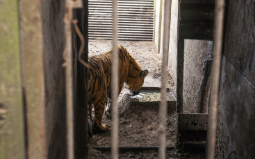 Buenos Aires, Argentina.- In an impressive operation carried out this Thursday, the Argentine Federal Police (PFA) rescued two Bengal tigers that were in captivity on a rural property in Balcarce. This is the second stage of an investigation, which was led by federal judge Santiago Inchausti, head of the Federal Criminal and Correctional Court No. 1 of Mar Del Plata, and has already allowed the rescue of more than 300 live specimens of wildlife and thwart the arrival of a grizzly bear months ago.