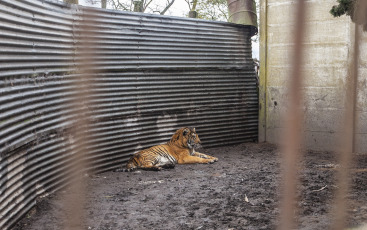 Buenos Aires, Argentina.- In an impressive operation carried out this Thursday, the Argentine Federal Police (PFA) rescued two Bengal tigers that were in captivity on a rural property in Balcarce. This is the second stage of an investigation, which was led by federal judge Santiago Inchausti, head of the Federal Criminal and Correctional Court No. 1 of Mar Del Plata, and has already allowed the rescue of more than 300 live specimens of wildlife and thwart the arrival of a grizzly bear months ago.