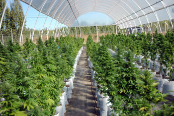 Rio Negro, Argentina.- En las fotos tomadas el 18 de mayo del 2023, muestra Cannawine, la primera variedad de cannabis medicinal del país que integra una producción total de 850 plantas de la Estación Experimental de Comandante Guerrico, en el Alto Valle de Río Negro, producida por el Instituto Nacional de Tecnología Agropecuaria (INTA) junto a la Asociación Ciencia Sativa.