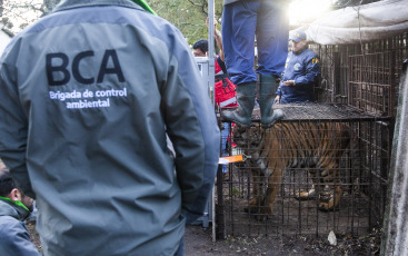 Buenos Aires, Argentina.- En un impresionante operativo llevado a cabo este jueves, la Policía Federal Argentina (PFA) rescató a dos tigres de Bengala que se encontraban en cautiverio en un predio rural de Balcarce. Se trata de la segunda etapa de una investigación, que estuvo a cargo del juez federal Santiago Inchausti, titular del Juzgado Federal en lo Criminal y Correccional N° 1 de Mar Del Plata, y ya permitió rescatar a más de 300 ejemplares vivos de fauna silvestre y frustrar meses atrás la llegada de un oso gris.