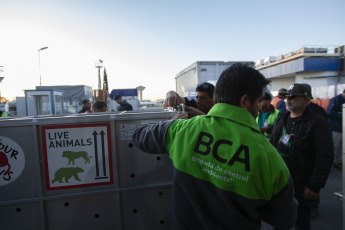 Buenos Aires, Argentina.- In an impressive operation carried out this Thursday, the Argentine Federal Police (PFA) rescued two Bengal tigers that were in captivity on a rural property in Balcarce. This is the second stage of an investigation, which was led by federal judge Santiago Inchausti, head of the Federal Criminal and Correctional Court No. 1 of Mar Del Plata, and has already allowed the rescue of more than 300 live specimens of wildlife and thwart the arrival of a grizzly bear months ago.