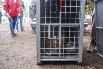 Buenos Aires, Argentina.- In an impressive operation carried out this Thursday, the Argentine Federal Police (PFA) rescued two Bengal tigers that were in captivity on a rural property in Balcarce. This is the second stage of an investigation, which was led by federal judge Santiago Inchausti, head of the Federal Criminal and Correctional Court No. 1 of Mar Del Plata, and has already allowed the rescue of more than 300 live specimens of wildlife and thwart the arrival of a grizzly bear months ago.