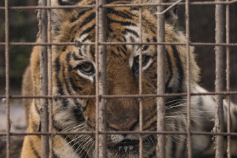 Buenos Aires, Argentina.- In an impressive operation carried out this Thursday, the Argentine Federal Police (PFA) rescued two Bengal tigers that were in captivity on a rural property in Balcarce. This is the second stage of an investigation, which was led by federal judge Santiago Inchausti, head of the Federal Criminal and Correctional Court No. 1 of Mar Del Plata, and has already allowed the rescue of more than 300 live specimens of wildlife and thwart the arrival of a grizzly bear months ago.