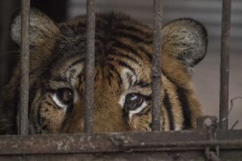 Buenos Aires, Argentina.- In an impressive operation carried out this Thursday, the Argentine Federal Police (PFA) rescued two Bengal tigers that were in captivity on a rural property in Balcarce. This is the second stage of an investigation, which was led by federal judge Santiago Inchausti, head of the Federal Criminal and Correctional Court No. 1 of Mar Del Plata, and has already allowed the rescue of more than 300 live specimens of wildlife and thwart the arrival of a grizzly bear months ago.