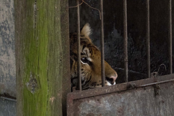 Buenos Aires, Argentina.- In an impressive operation carried out this Thursday, the Argentine Federal Police (PFA) rescued two Bengal tigers that were in captivity on a rural property in Balcarce. This is the second stage of an investigation, which was led by federal judge Santiago Inchausti, head of the Federal Criminal and Correctional Court No. 1 of Mar Del Plata, and has already allowed the rescue of more than 300 live specimens of wildlife and thwart the arrival of a grizzly bear months ago.