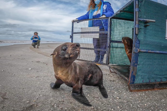 San Clemente del Tuyú, Argentina.- En las fotos tomadas el 1 de junio del 2023, dos lobos marinos juveniles y un elefante marino fueron regresados al mar en la ciudad balnearia de San Clemente del Tuyú, tras recibir tratamientos de rehabilitación por lesiones que presentaban al ser encontrados con laceraciones agudas causadas por una brida de plástico, un elemento usado habitualmente para embalajes industriales, según informó la Fundación Mundo Marino.