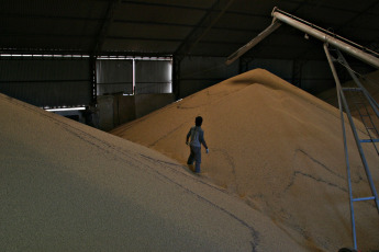 Santa Fe, Argentina.- En las fotos tomadas el 5 de junio del 2023, muestra un campo de soja en una finca del norte del país, tras la peor sequía que enfrentó Argentina en 60 años. A medida que pasan las semanas, los efectos de la histórica sequía que sufrió Argentina siguen profundizándose en cada una de los eslabones que componen la cadena agroindustrial argentina, en especial en lo que respecta al sector exportador. El Gobierno, a través de la Secretaría de Agricultura, proyectó que este año el saldo exportable se reducirá 42,8% hasta casi 55,6 millones de toneladas.