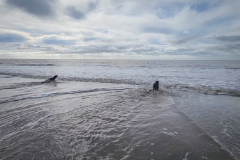 San Clemente del Tuyú, Argentina.- En las fotos tomadas el 1 de junio del 2023, dos lobos marinos juveniles y un elefante marino fueron regresados al mar en la ciudad balnearia de San Clemente del Tuyú, tras recibir tratamientos de rehabilitación por lesiones que presentaban al ser encontrados con laceraciones agudas causadas por una brida de plástico, un elemento usado habitualmente para embalajes industriales, según informó la Fundación Mundo Marino.