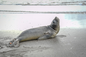 San Clemente del Tuyú, Argentina.- En las fotos tomadas el 1 de junio del 2023, dos lobos marinos juveniles y un elefante marino fueron regresados al mar en la ciudad balnearia de San Clemente del Tuyú, tras recibir tratamientos de rehabilitación por lesiones que presentaban al ser encontrados con laceraciones agudas causadas por una brida de plástico, un elemento usado habitualmente para embalajes industriales, según informó la Fundación Mundo Marino.