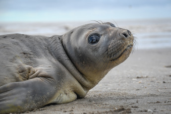 San Clemente del Tuyú, Argentina.- En las fotos tomadas el 1 de junio del 2023, dos lobos marinos juveniles y un elefante marino fueron regresados al mar en la ciudad balnearia de San Clemente del Tuyú, tras recibir tratamientos de rehabilitación por lesiones que presentaban al ser encontrados con laceraciones agudas causadas por una brida de plástico, un elemento usado habitualmente para embalajes industriales, según informó la Fundación Mundo Marino.