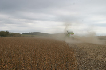 Santa Fe, Argentina.- In the photos taken on June 5, 2023, it shows a soybean field on a farm in the north of the country, after the worst drought Argentina has faced in 60 years. As the weeks go by, the effects of the historic drought that Argentina suffered continue to deepen in each of the links that make up the Argentine agro-industrial chain, especially with regard to the export sector. The Government, through the Ministry of Agriculture, projected that this year the exportable balance will be reduced by 42.8% to almost 55.6 million tons.