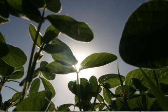 Santa Fe, Argentina.- In the photos taken on June 5, 2023, it shows a soybean field on a farm in the north of the country, after the worst drought Argentina has faced in 60 years. As the weeks go by, the effects of the historic drought that Argentina suffered continue to deepen in each of the links that make up the Argentine agro-industrial chain, especially with regard to the export sector. The Government, through the Ministry of Agriculture, projected that this year the exportable balance will be reduced by 42.8% to almost 55.6 million tons.