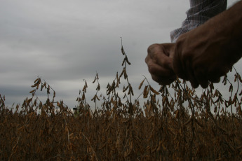 Santa Fe, Argentina.- In the photos taken on June 5, 2023, it shows a soybean field on a farm in the north of the country, after the worst drought Argentina has faced in 60 years. As the weeks go by, the effects of the historic drought that Argentina suffered continue to deepen in each of the links that make up the Argentine agro-industrial chain, especially with regard to the export sector. The Government, through the Ministry of Agriculture, projected that this year the exportable balance will be reduced by 42.8% to almost 55.6 million tons.