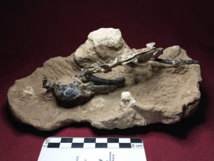 Buenos Aires, Argentina.- In the photos released on July 3, 2023, it shows the most complete fossil woodpecker specimen in South America, after being found in San Pedro, about 170 kilometers north of the city of Buenos Aires. It is believed that its antiquity "is more than 200,000 years old," according to the Paleontological Museum of that city.