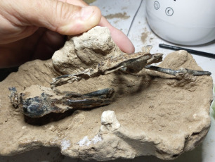 Buenos Aires, Argentina.- In the photos released on July 3, 2023, it shows the most complete fossil woodpecker specimen in South America, after being found in San Pedro, about 170 kilometers north of the city of Buenos Aires. It is believed that its antiquity "is more than 200,000 years old," according to the Paleontological Museum of that city.