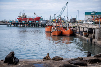 Mar del Plata, Argentina.- In the photos taken on August 31, 2023, it shows sea lions on the shores of the coastal city of Mar del Plata. Bird flu shook the colony of sea lions in the port of Mar del Plata and the neighbor of Quequén, one of its busiest meeting points. To date, between both destinations and in less than a week, some 100 deaths have been added.